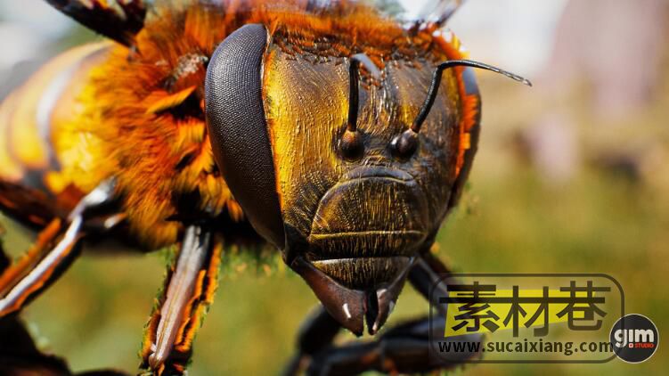 UE蜜蜂动画模型资源包Animalia - Honeybee