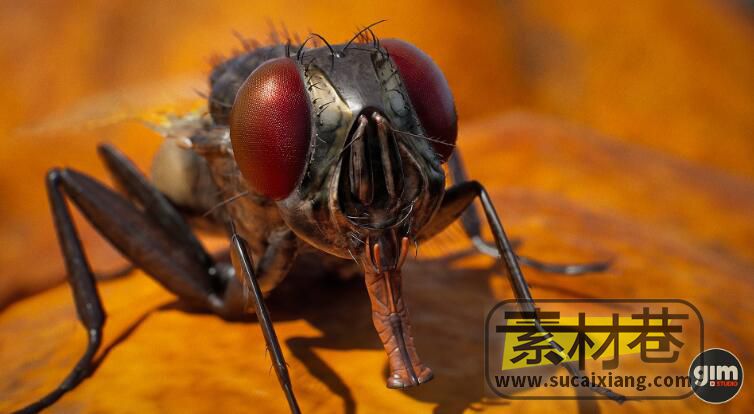 UE苍蝇动画模型素材包Animalia - Housefly