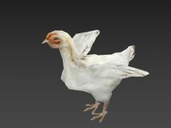 一只母鸡3D模型