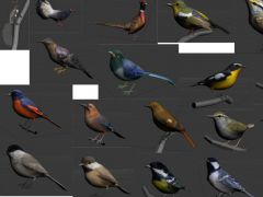 各种飞禽鸟类模型集合
