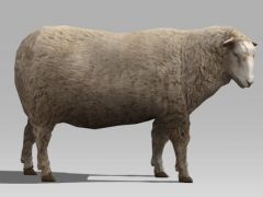 游戏绵羊3D模型
