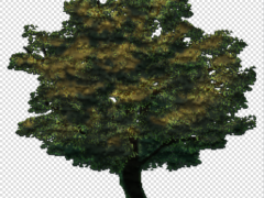 2D写实大树游戏素材