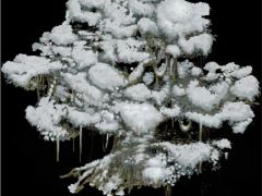 2D各种造型白雪覆盖的松树游戏素材