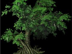 2D游戏怪异造型树木素材